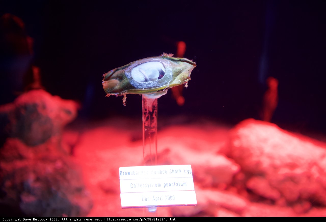 Red Lighted Shell