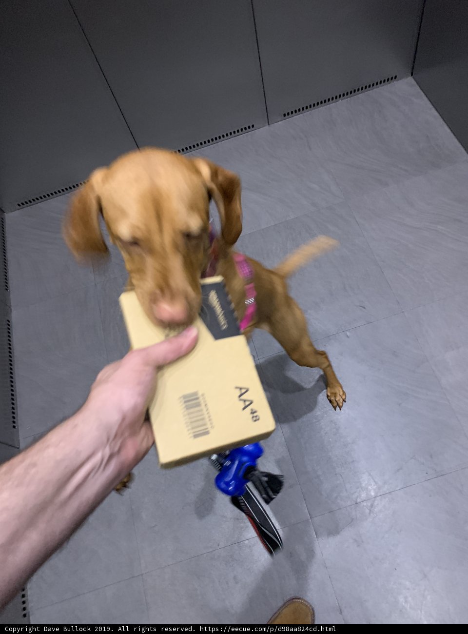 Canine Courier