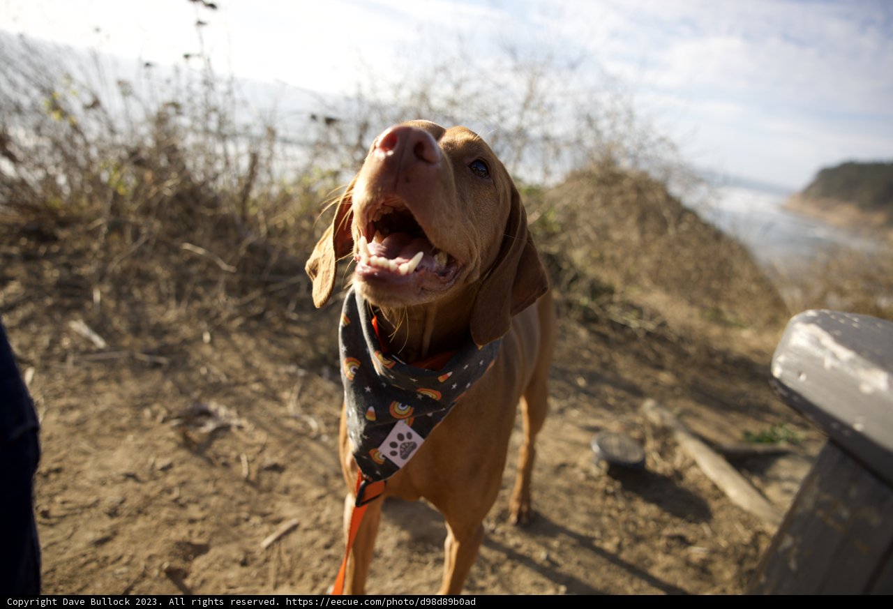 The Bandana Bandit of Halfmoon Bay