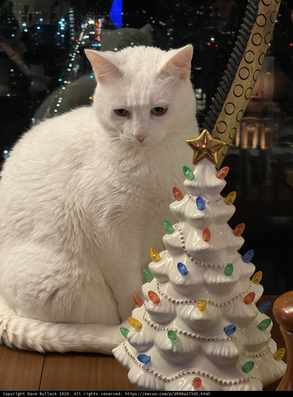 White Cat Enjoying Christmas Treats