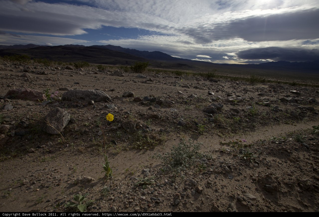 Lone Yellow Flower in the Desert