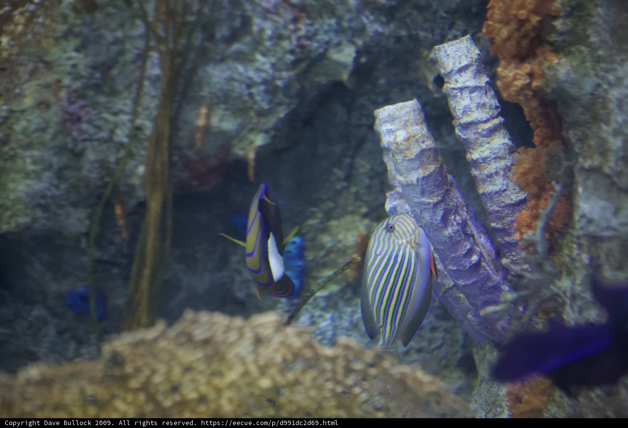 School of Angelfish in a Coral Reef Tank