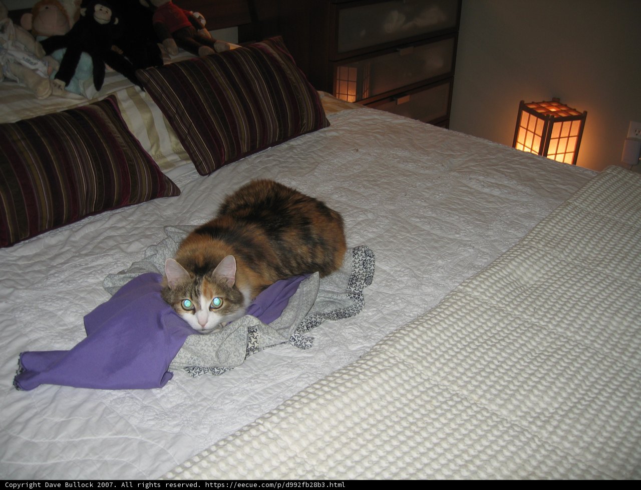 Relaxing Abyssinian Cat on Cozy Bed