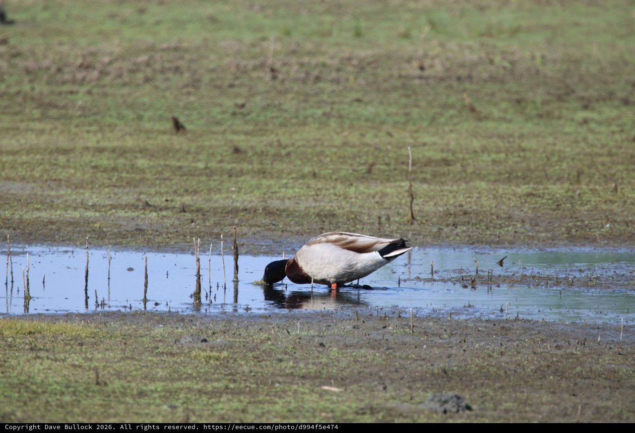 Northern Shoveler Duck Foraging in Shallow Wetland Pool