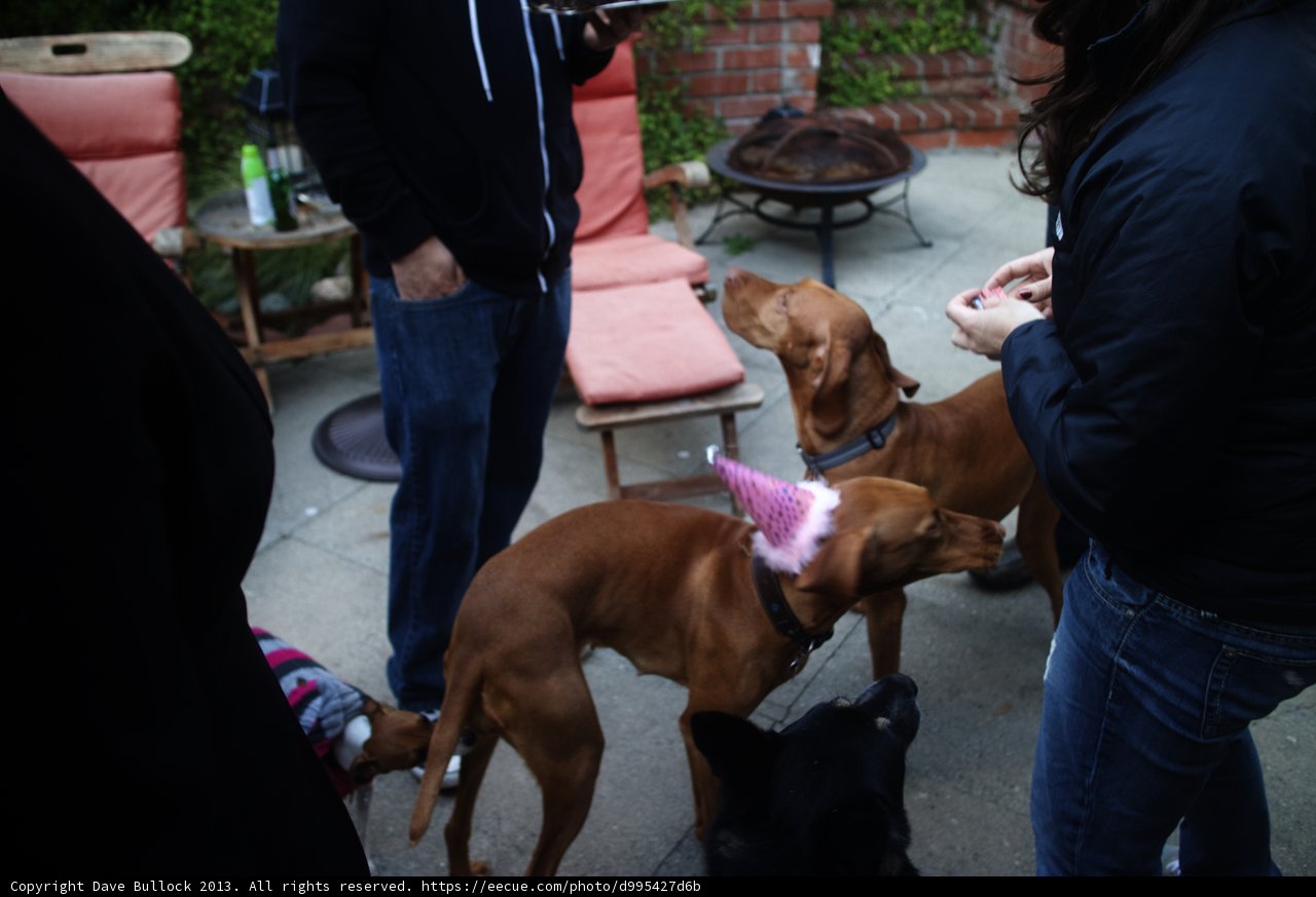 Party Pooch