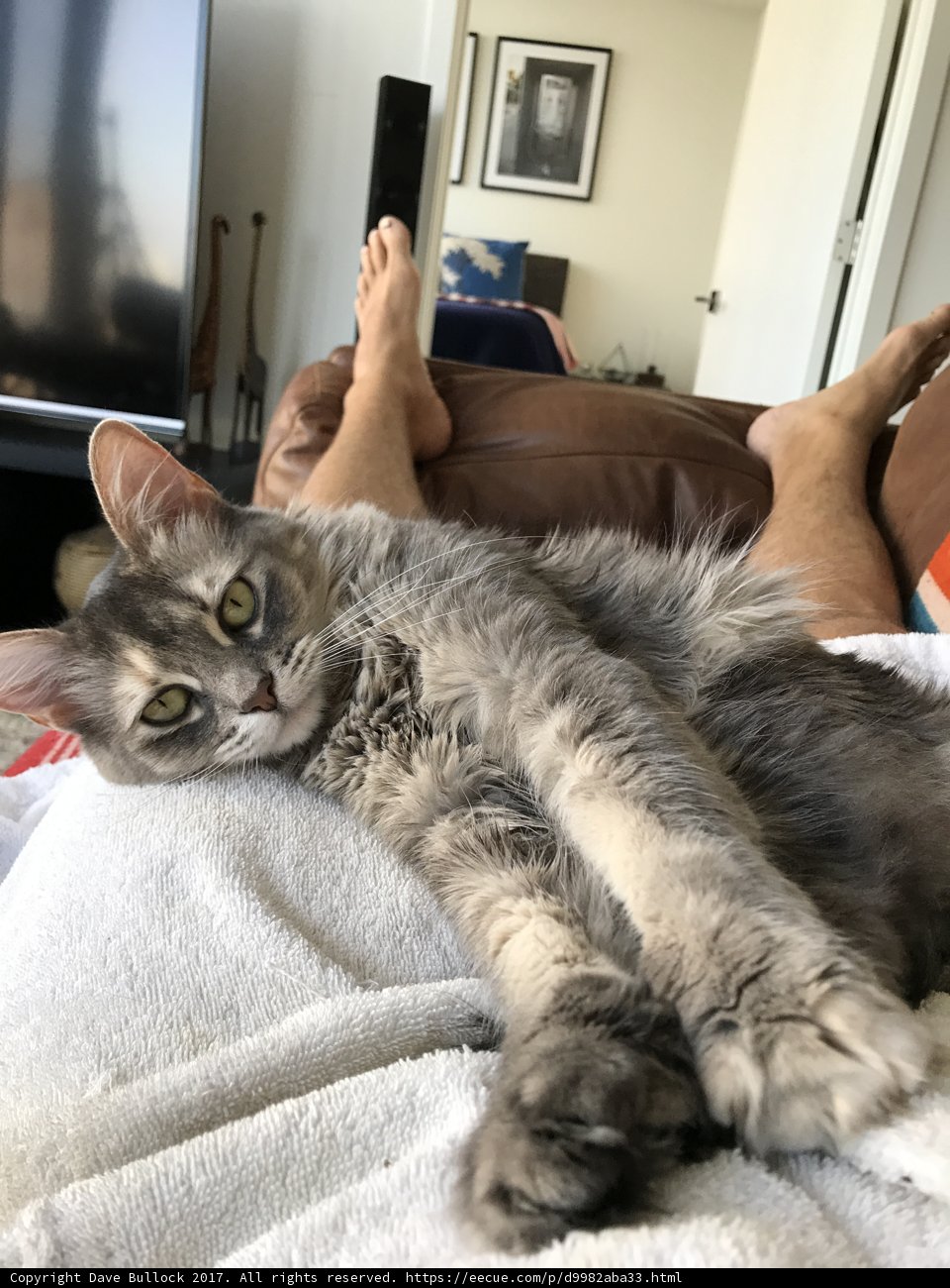 Feline lounging on Furniture