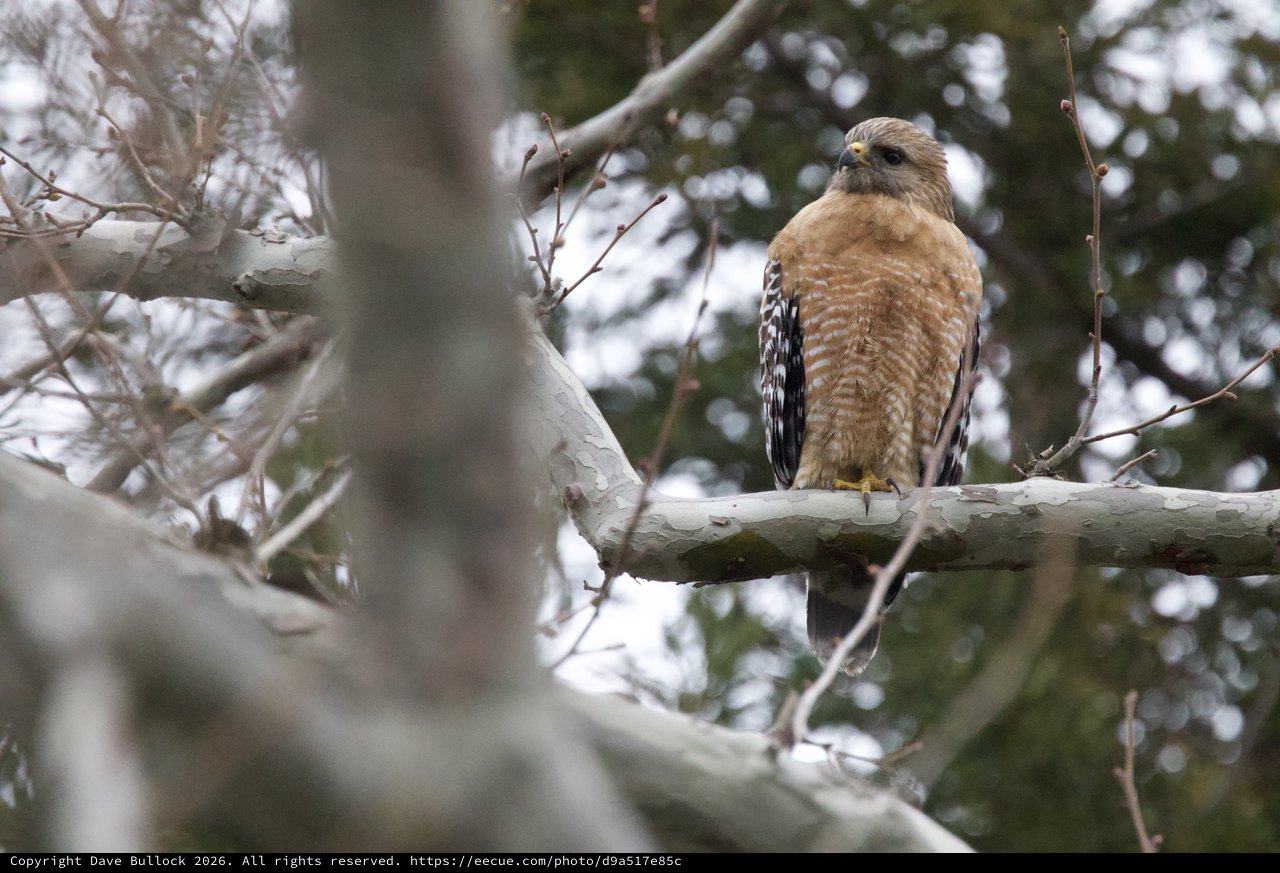 Red-shouldered Hawk Perched on Winter Branch