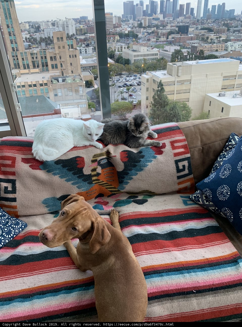 Cozy Living Room with City View