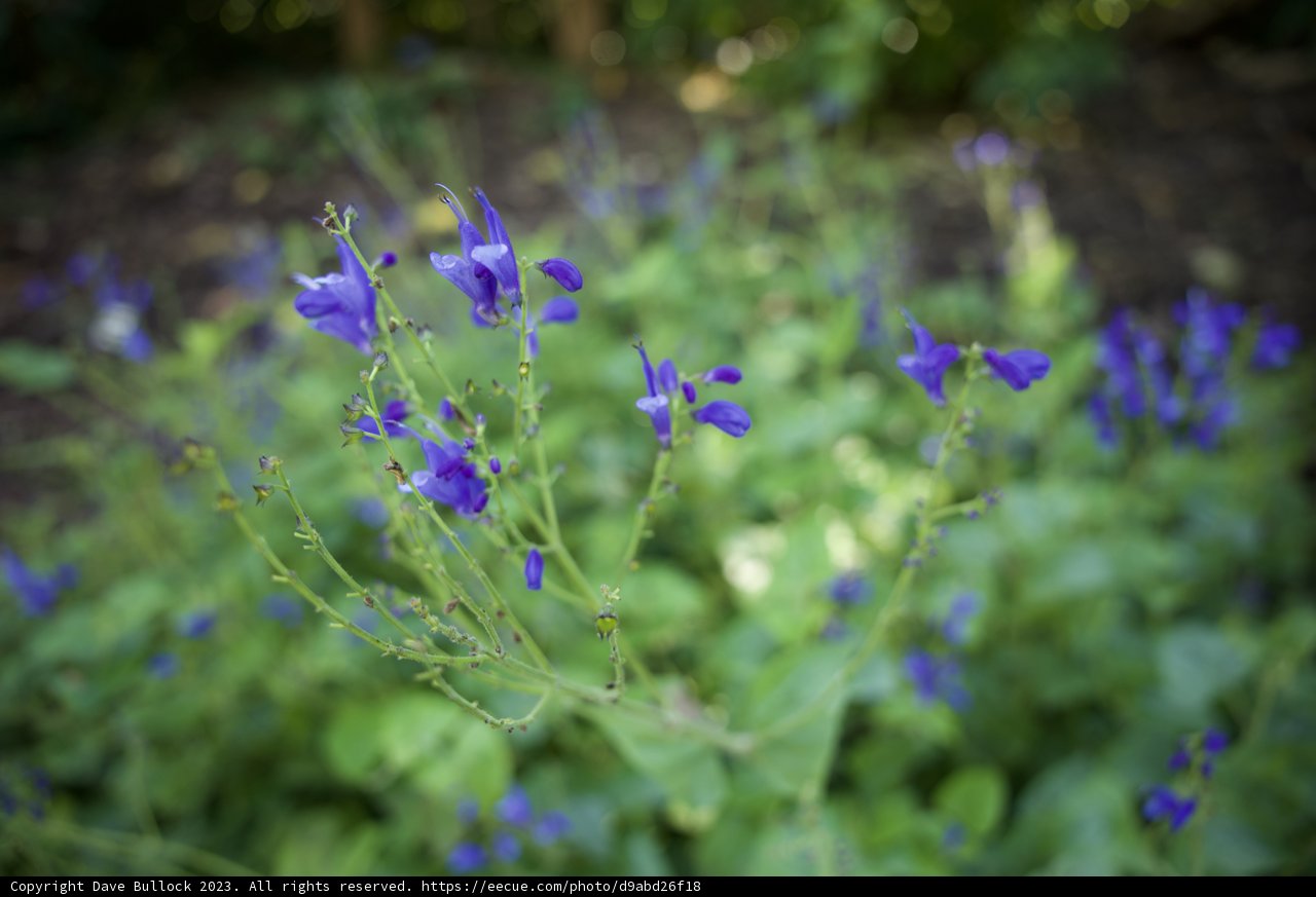 San Francisco's Blooming Blues