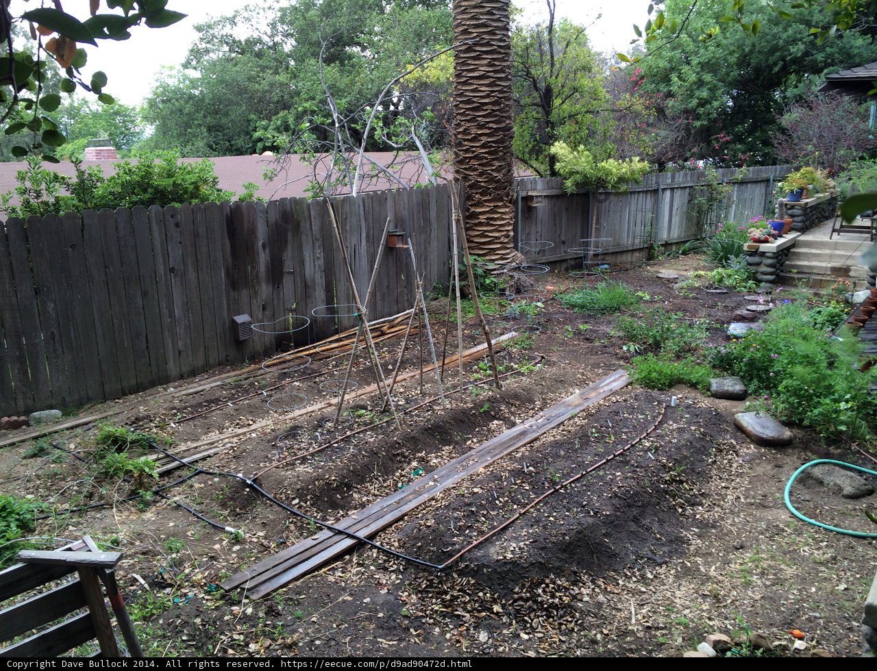 A Serene Backyard Garden Oasis