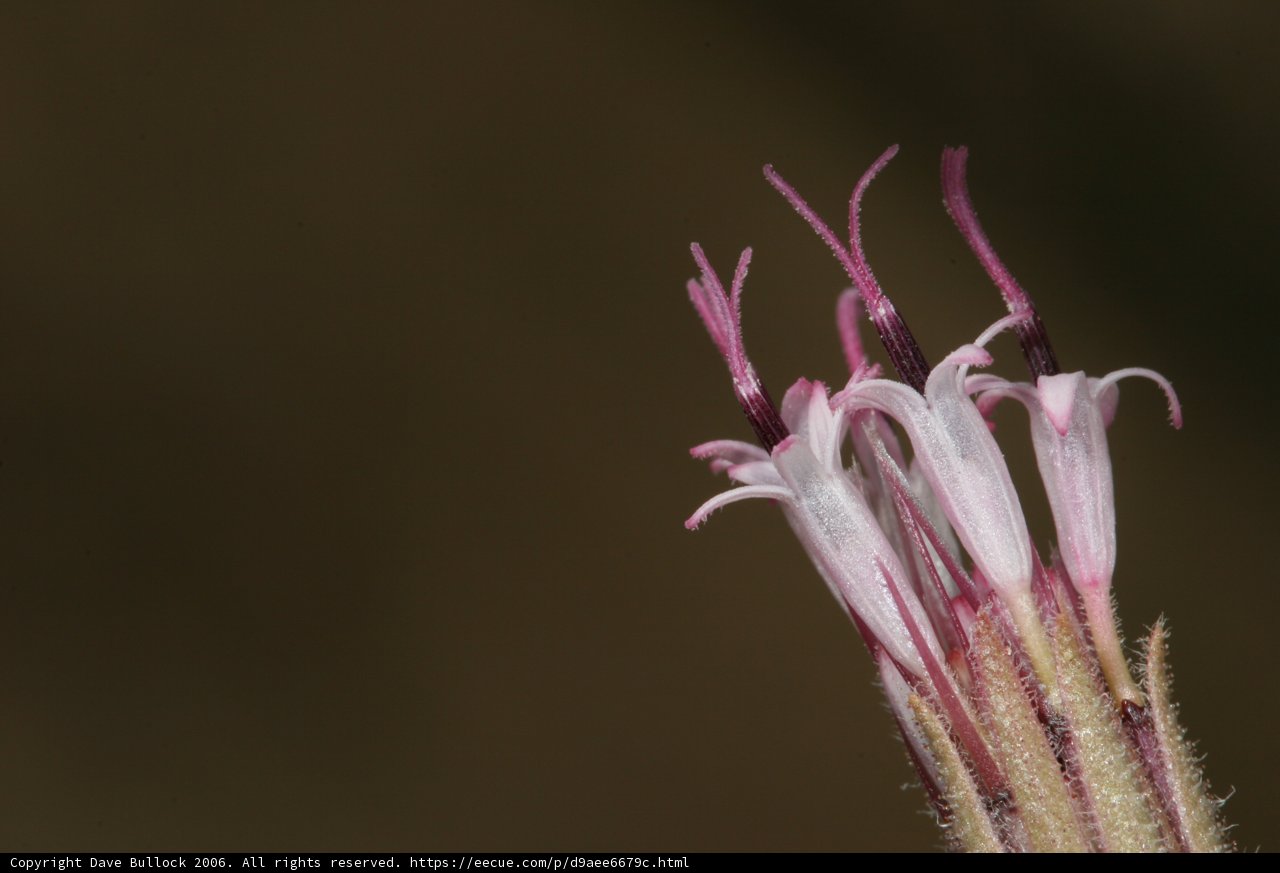 Delicate Acanthaceae Flower