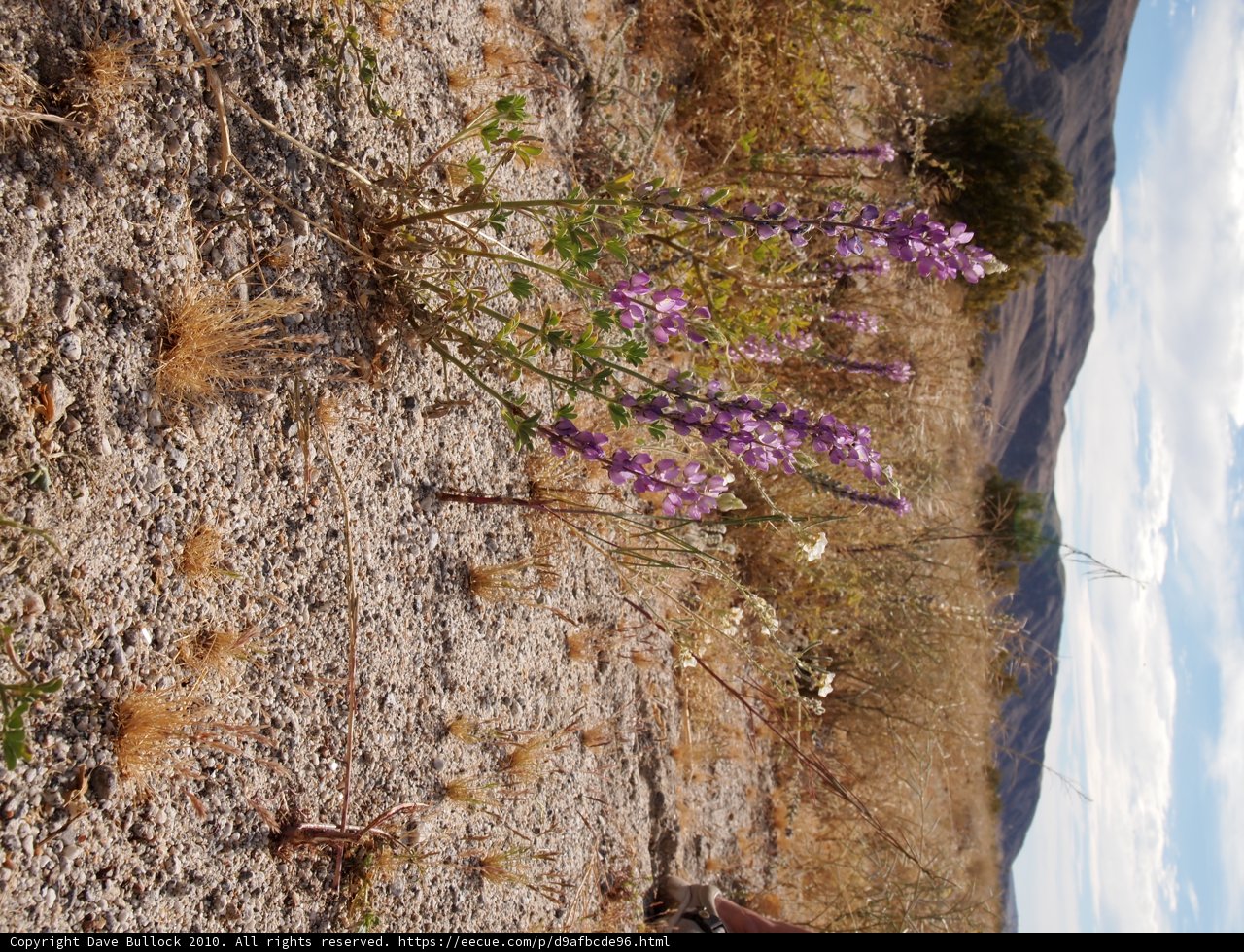 Beauty Amongst the Dryness