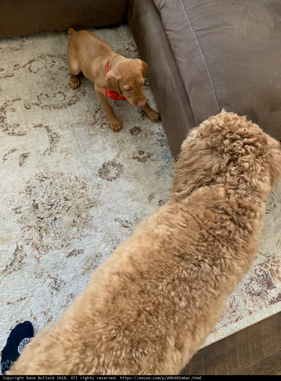 Puppy Playtime on the Couch