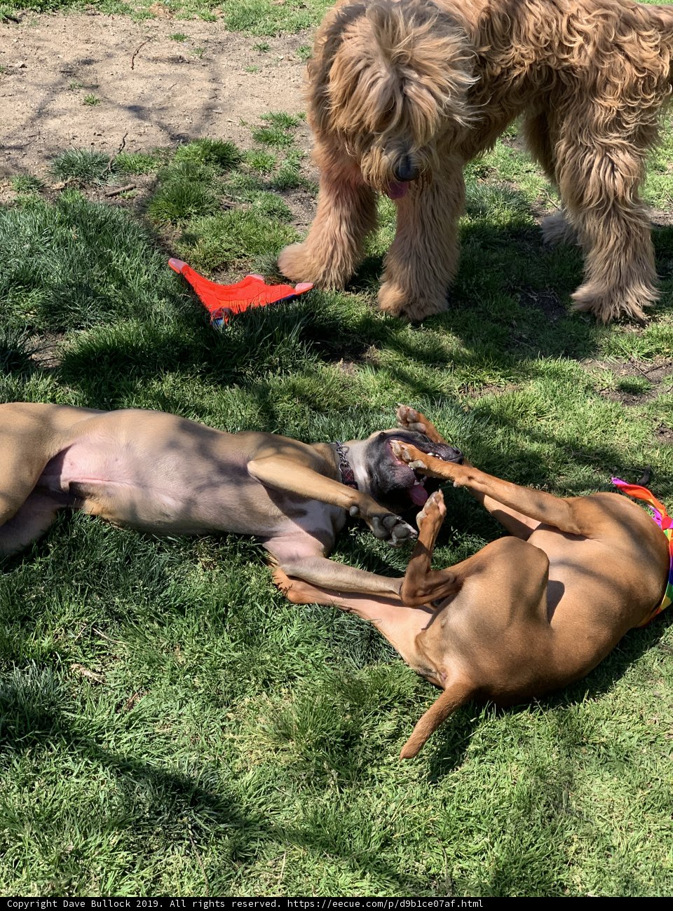 Playtime at Alice's Dog Park