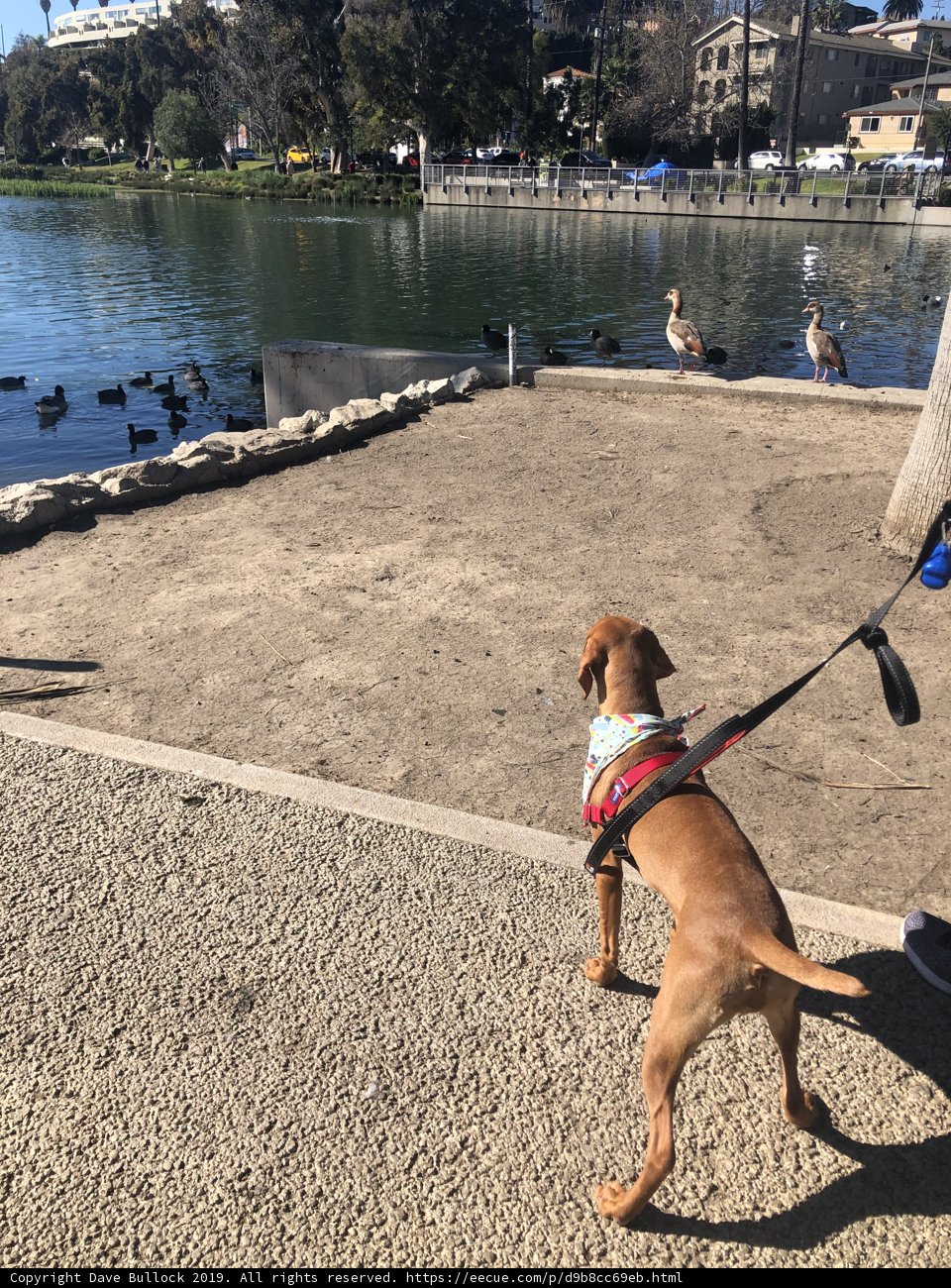 Summer Fun at Echo Park Lake