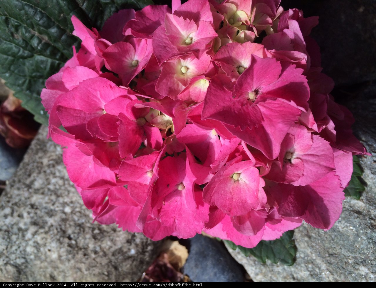 Pink Geranium on Rocky Terrain