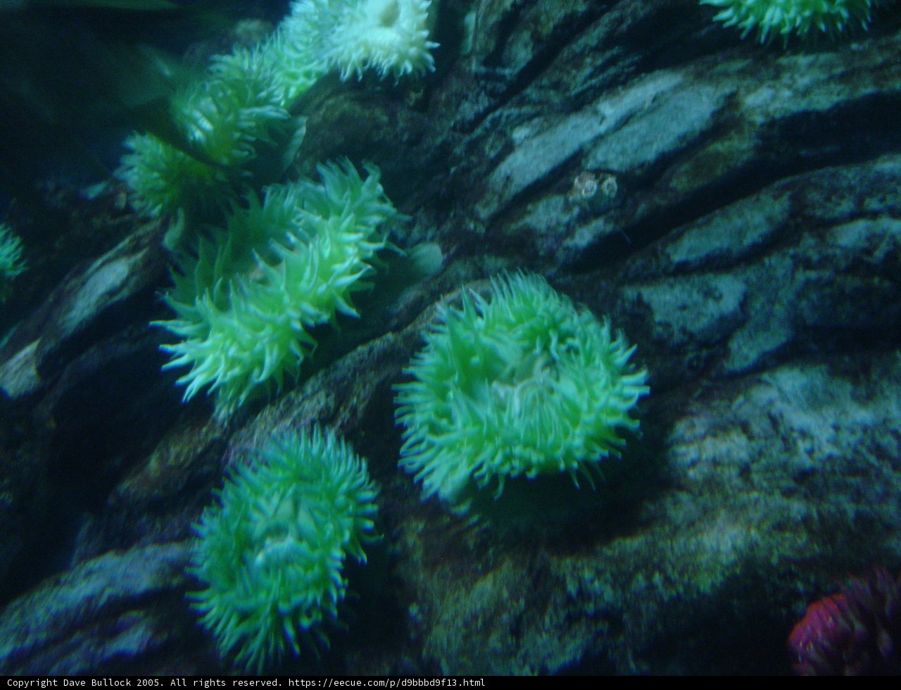 A Sea of Green Anemones