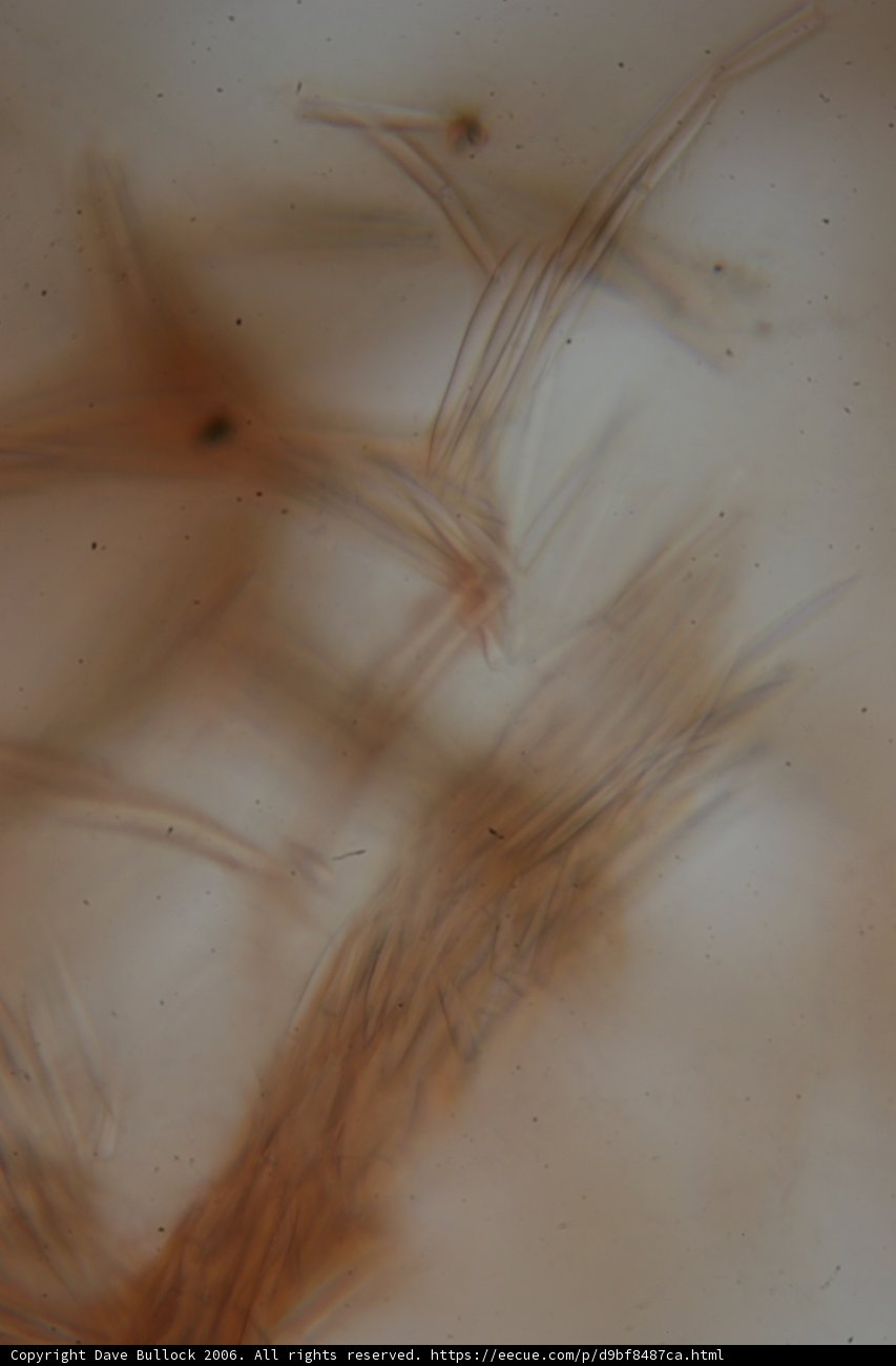 Algae and Plant Cells Under the Microscope