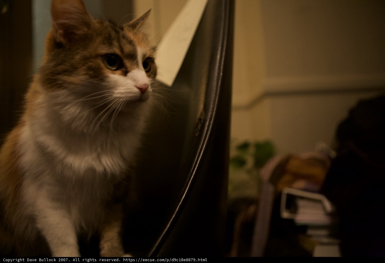 Chair Cat