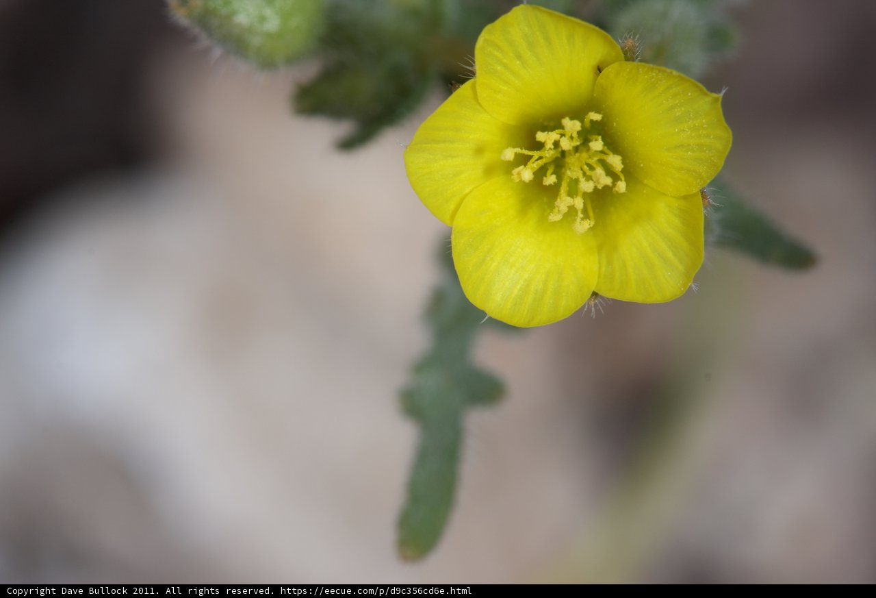 Yellow Geranium Flower