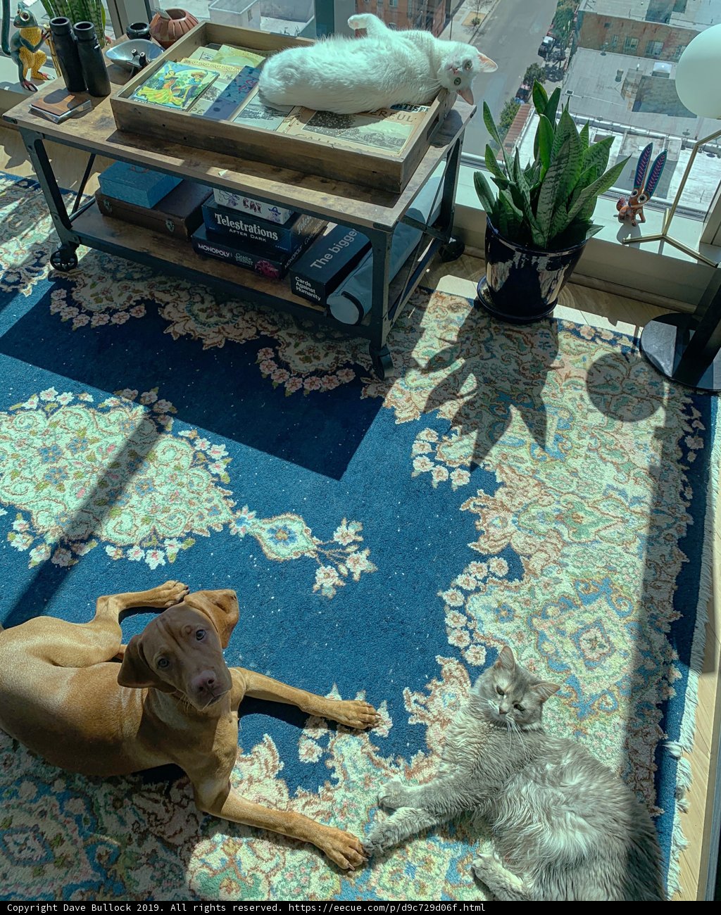 Furry Friends Unwind in Their Living Room Haven