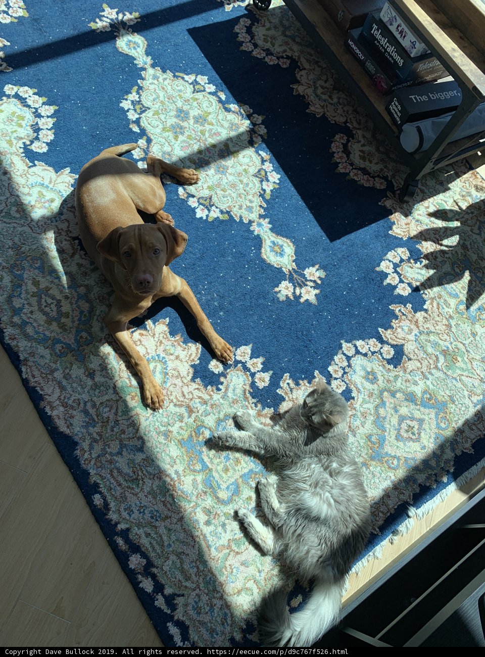 Furry Friends in the Living Room