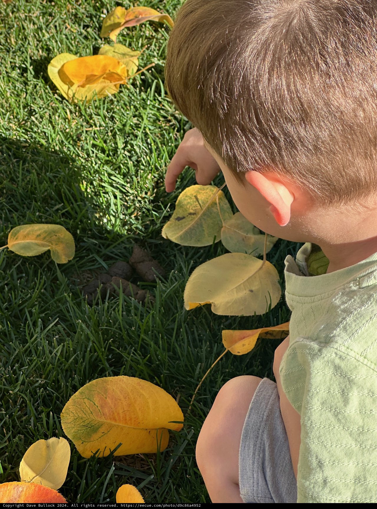 Child Discovering Autumn Leaves in Grass