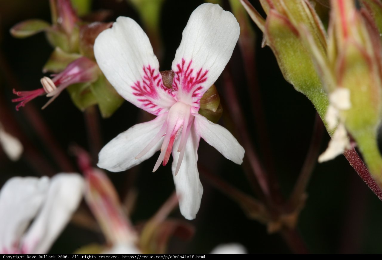 Beauty in Pink and White