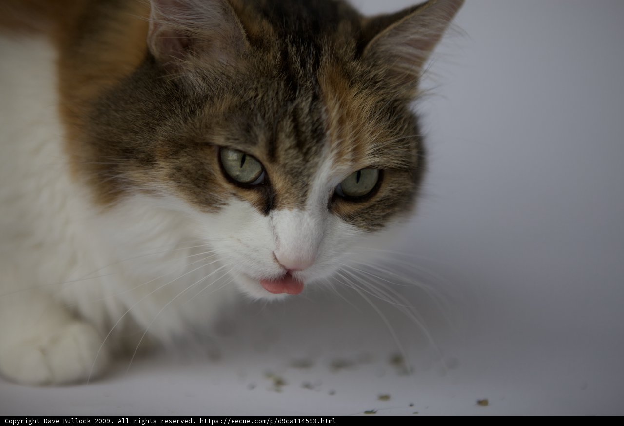 Cat Chow Time