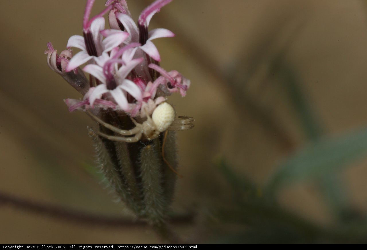 Garden Spider on a White Flower