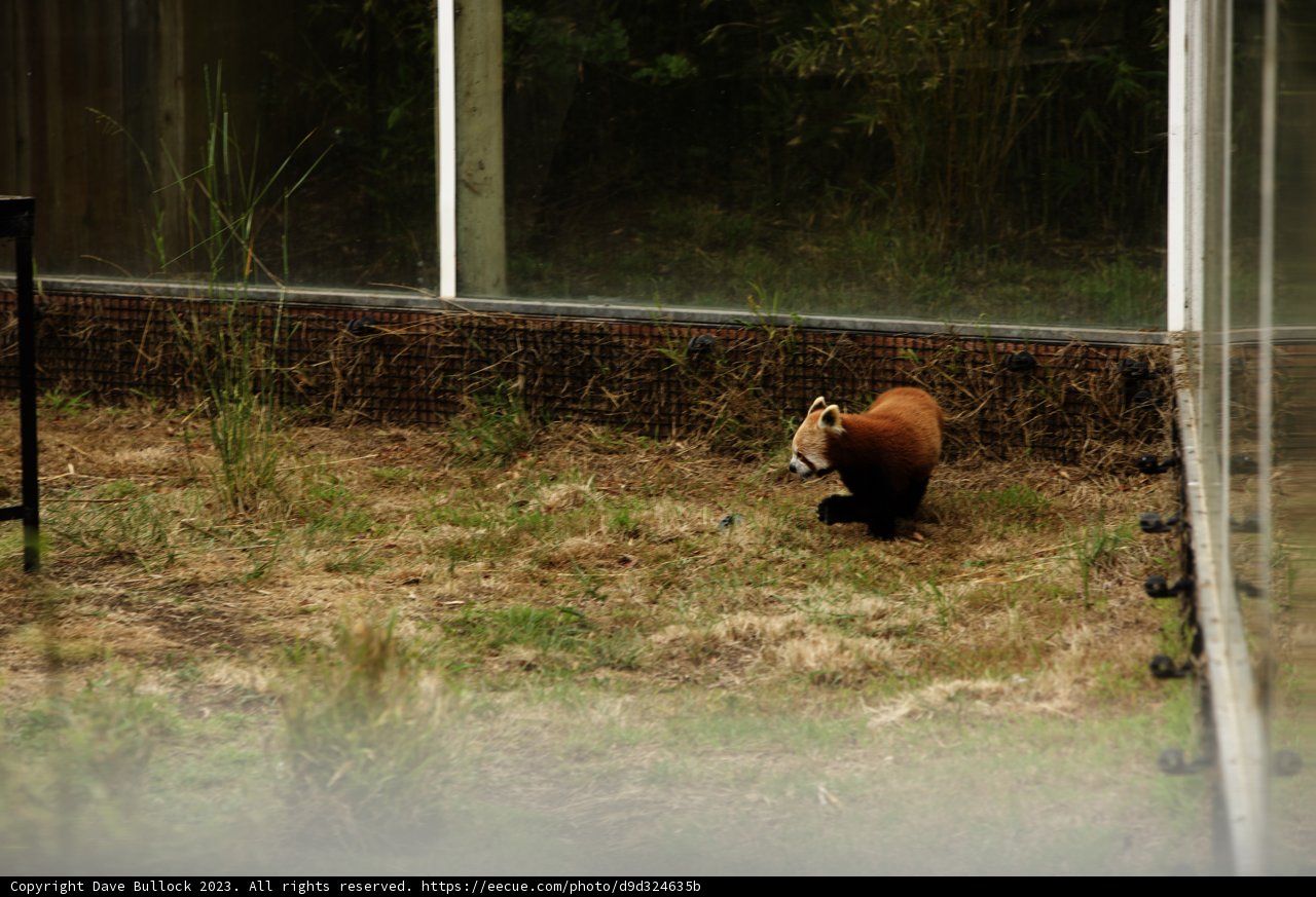 Prancing Red Panda at the SF Zoo