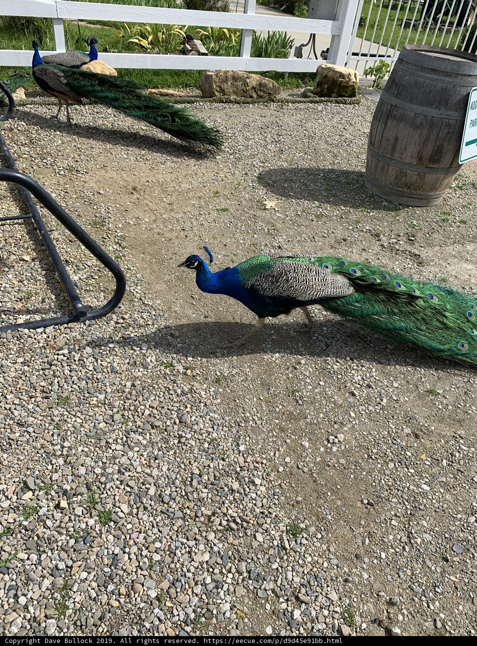 Peacock Parade