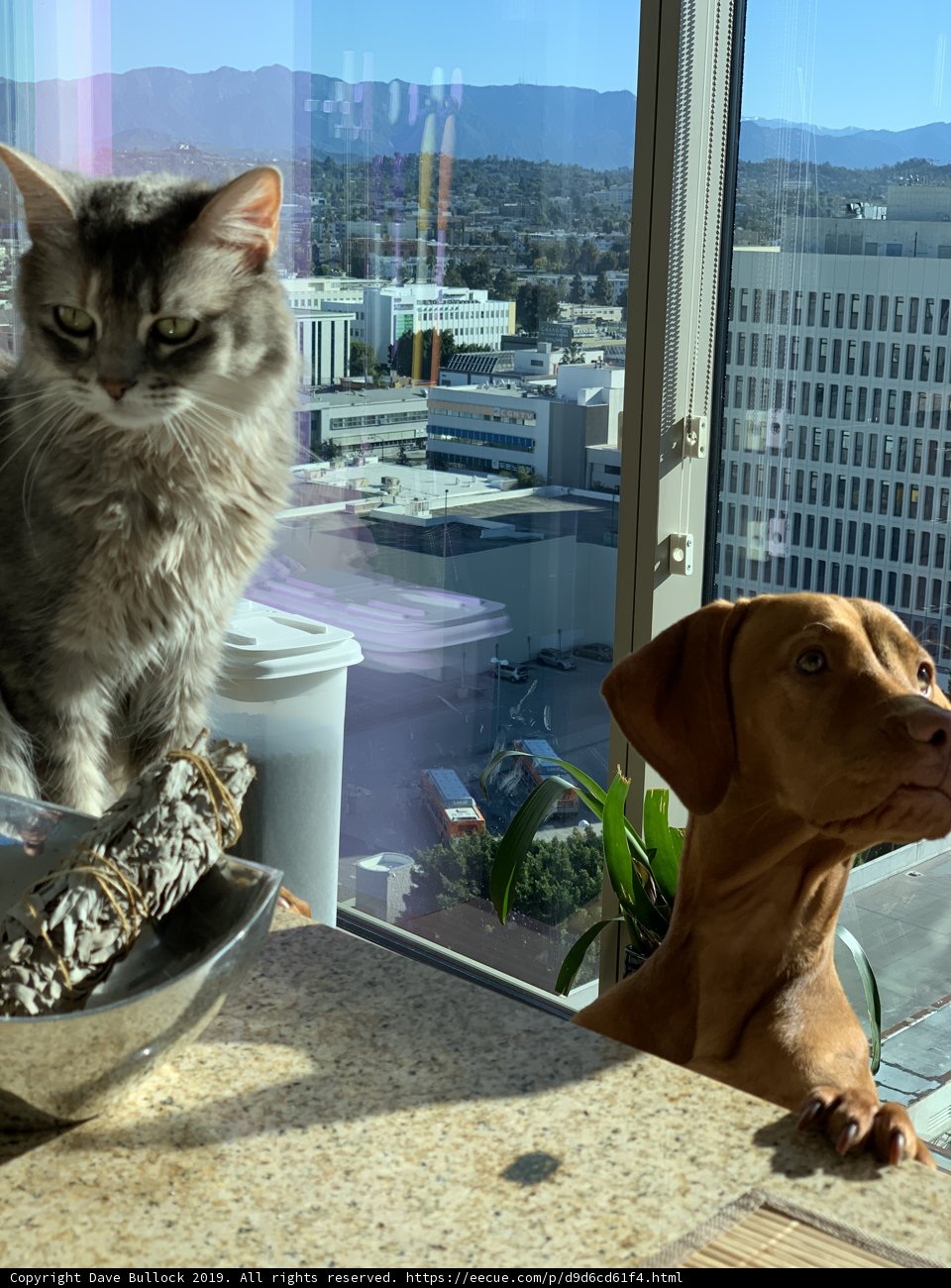 Counter Companions