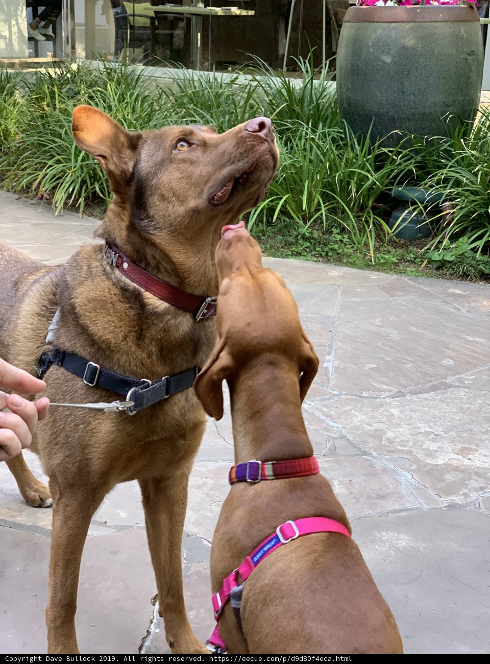 Playtime with Pups