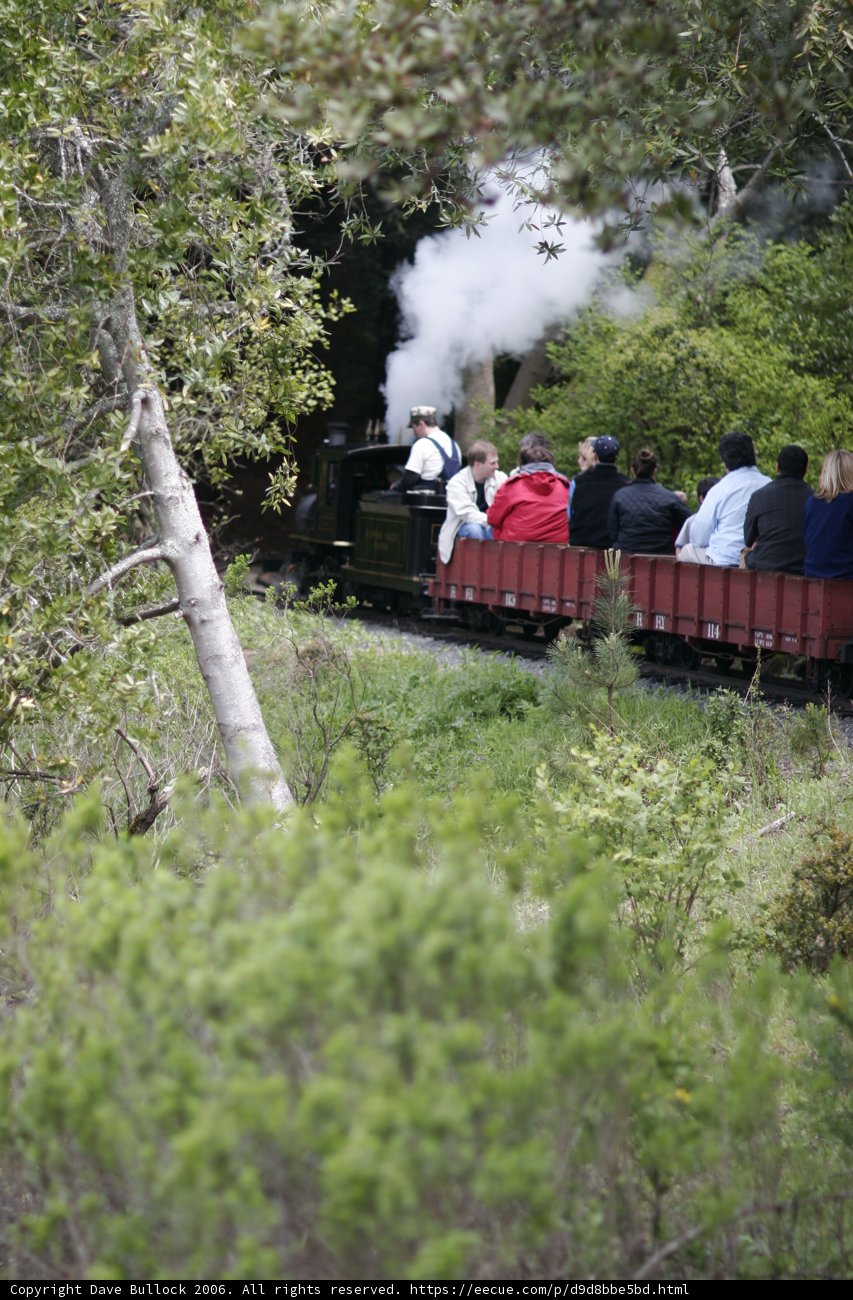 Riding Through the Forest on a Steam Engine Train
