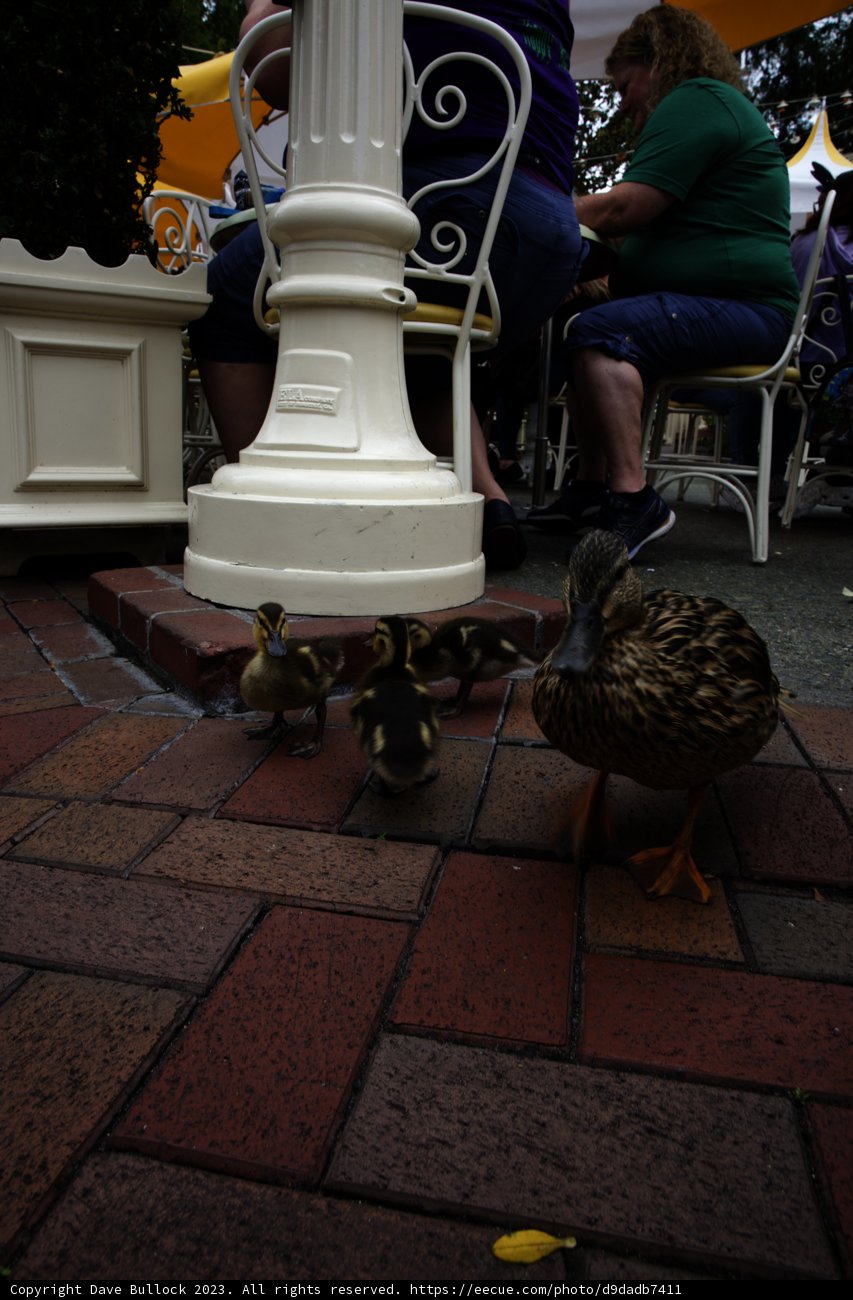 Feathered Friend at Disneyland