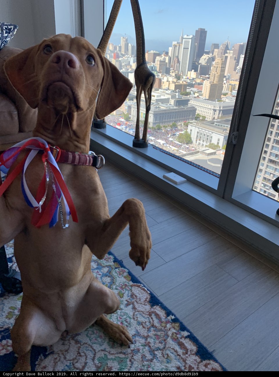 City Hound