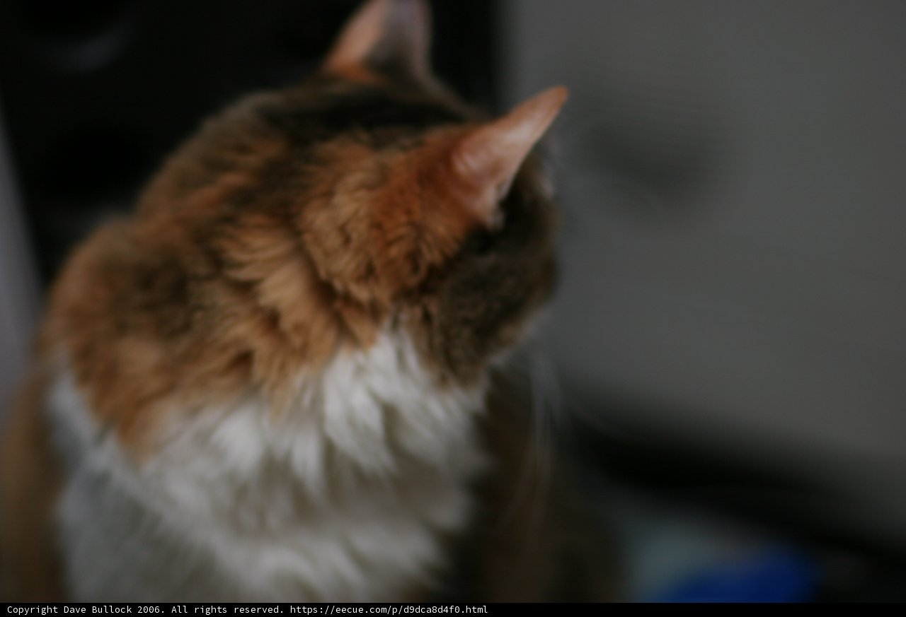 Curious Cat