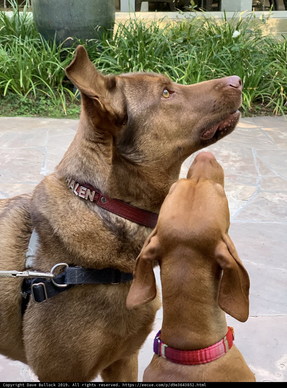 A Canine Conversation