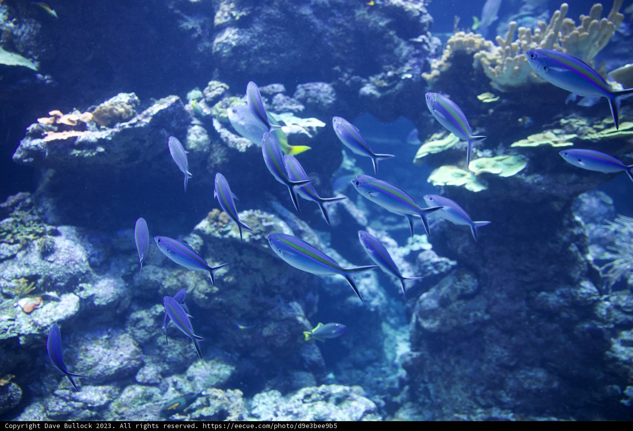 Under the Sea: A Life Aquatic Encounter