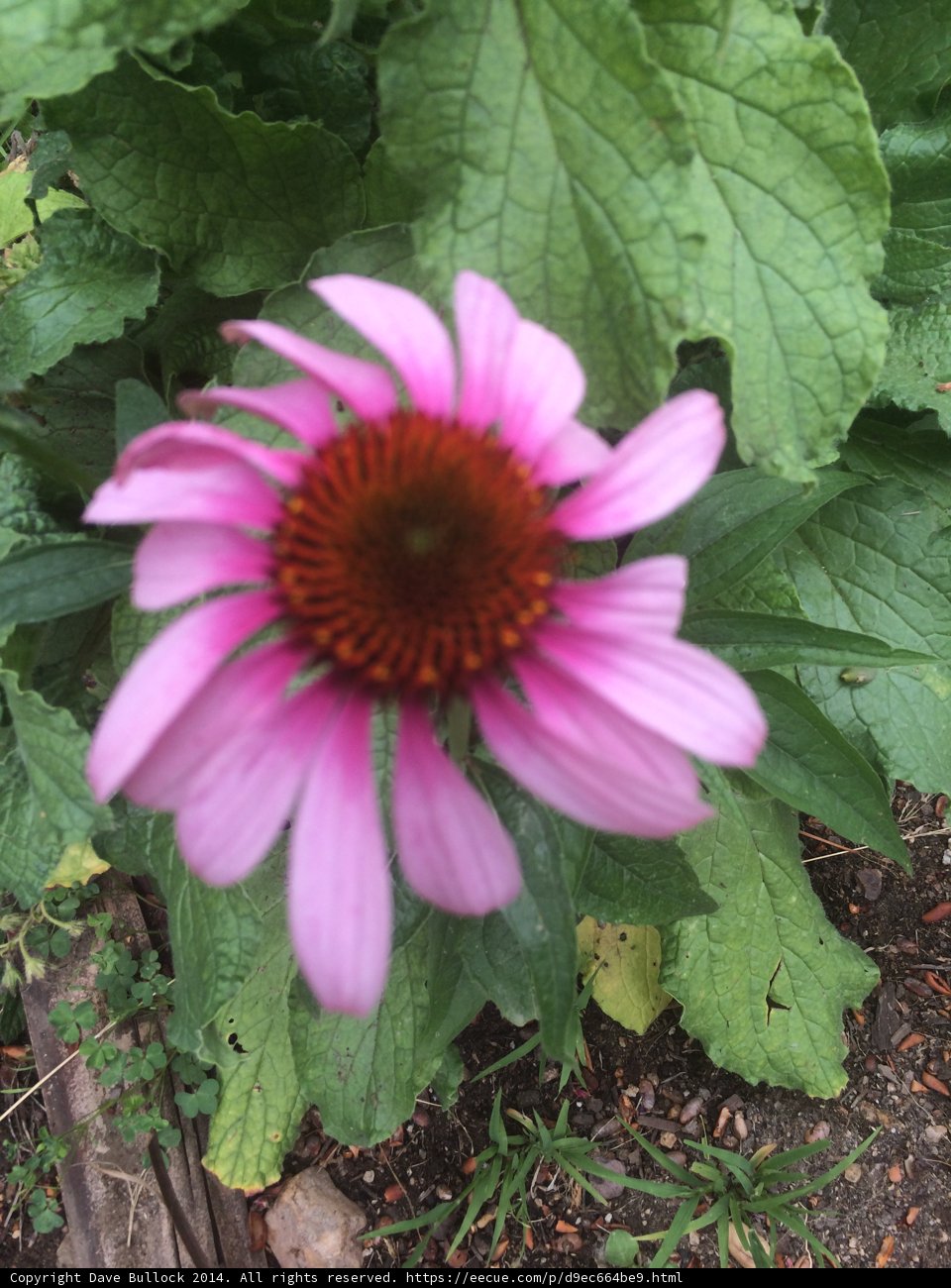 Pink Daisy