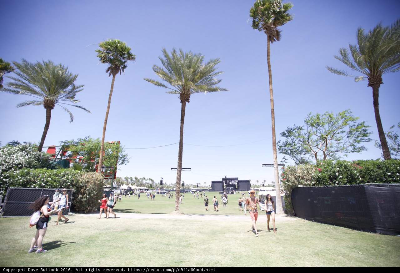 Palm Tree Oasis