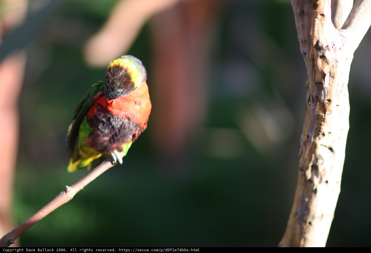 Vibrant Bird on Branch