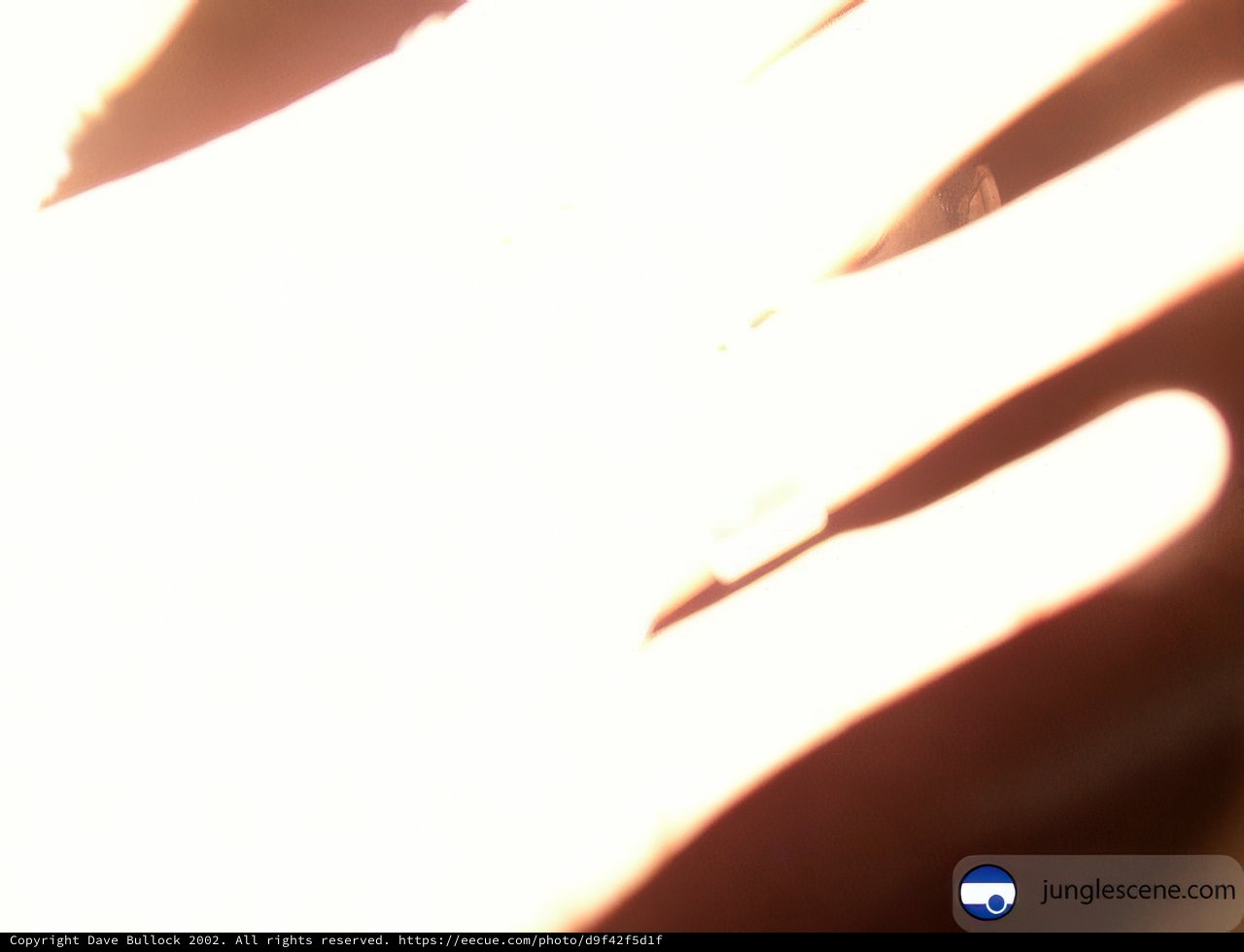 Illuminated Fingers