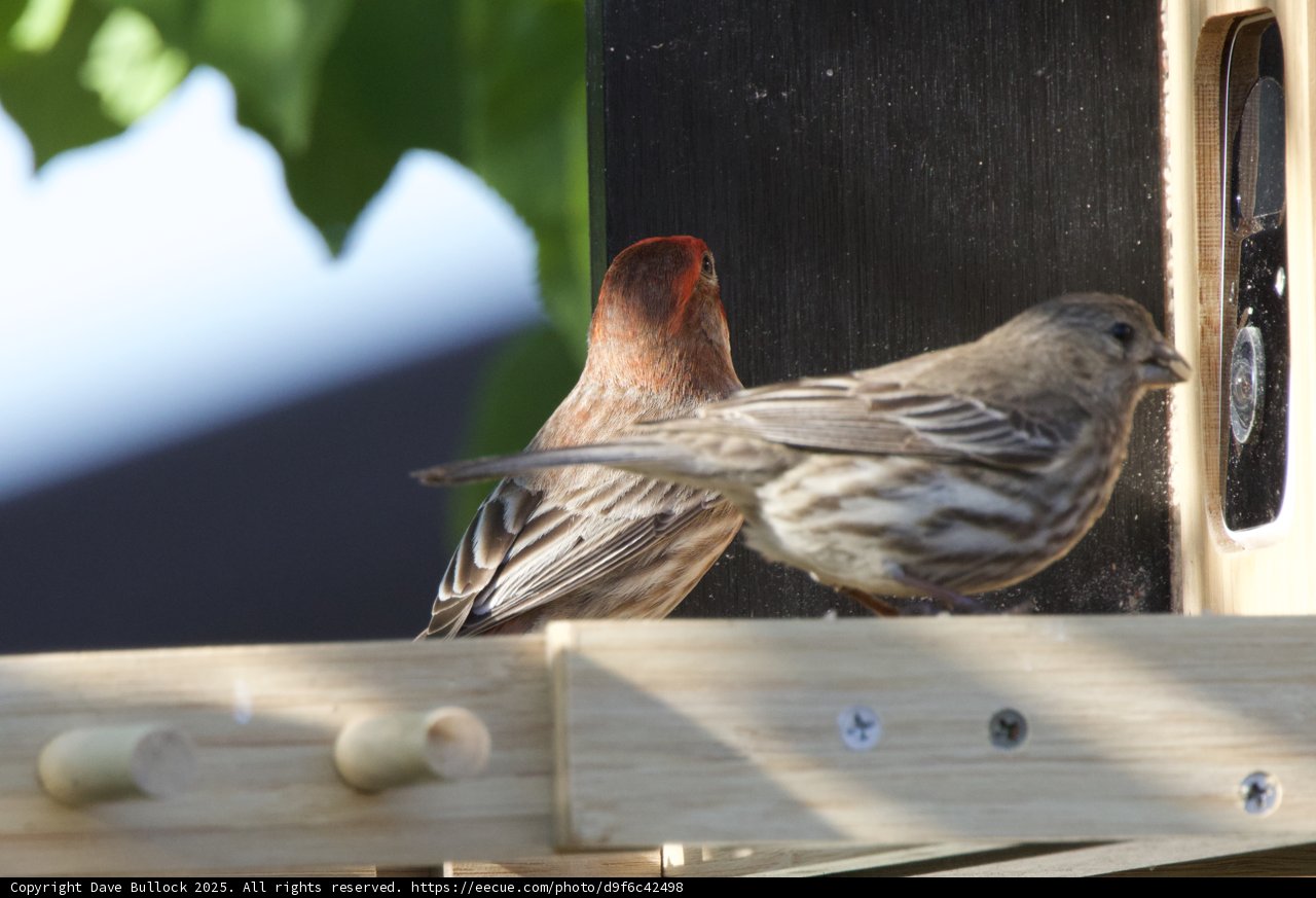 Feathered Friends at the Feeder