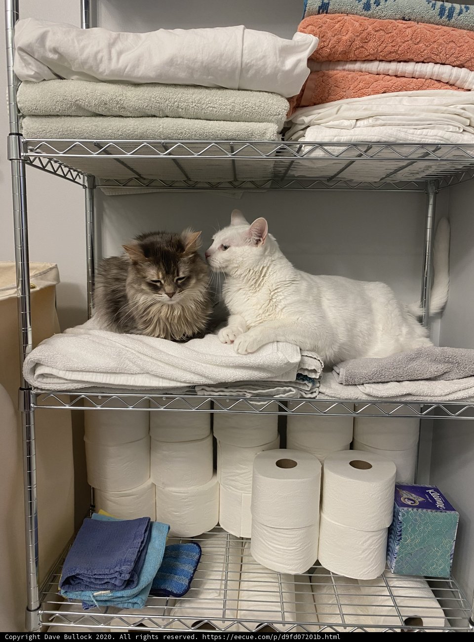 Feline Friends Among Linen and Paper