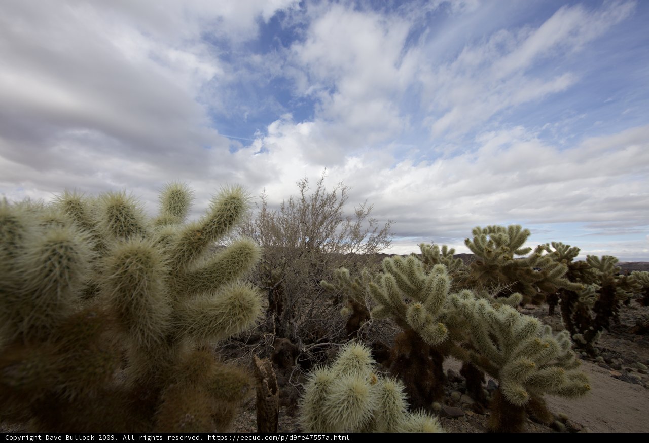 Desert Bloom