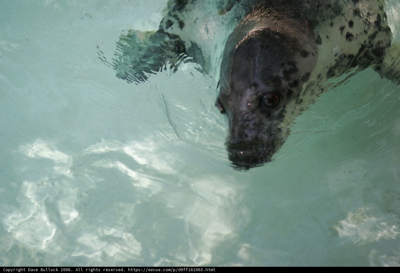 Graceful Seal Swimming in Zoo's Waters