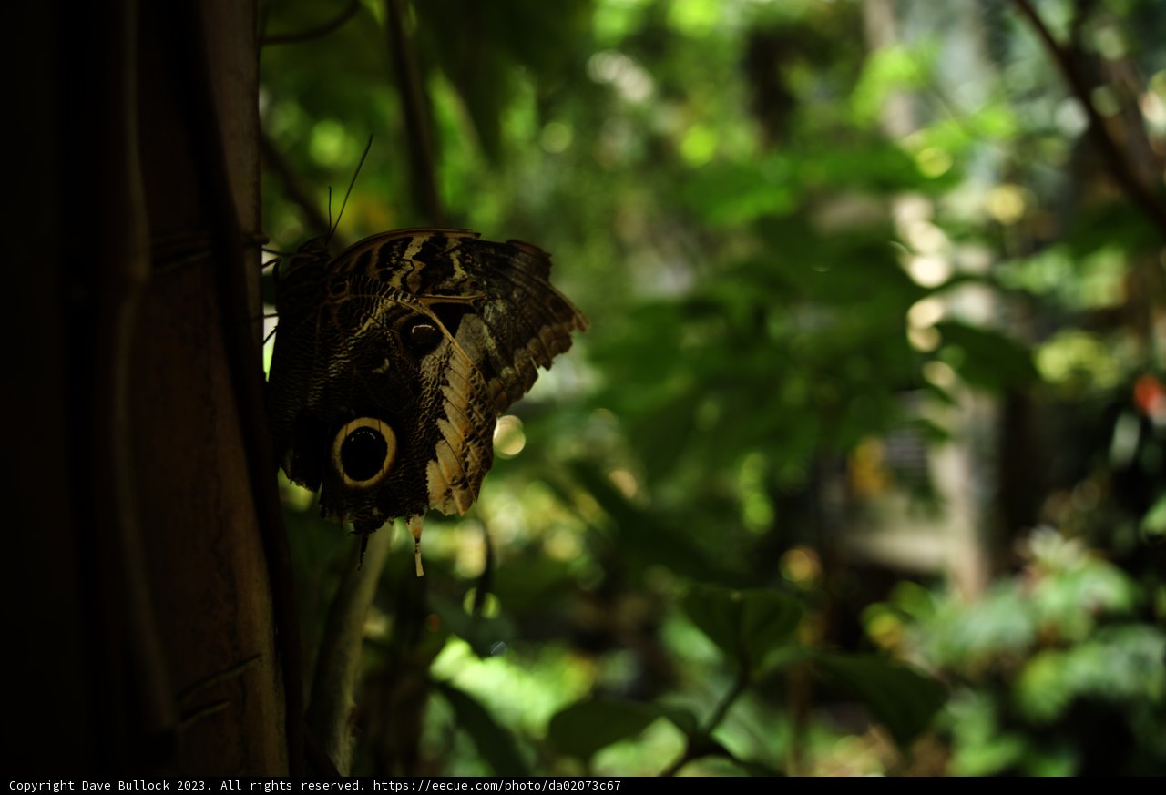 Enchanted Encounter