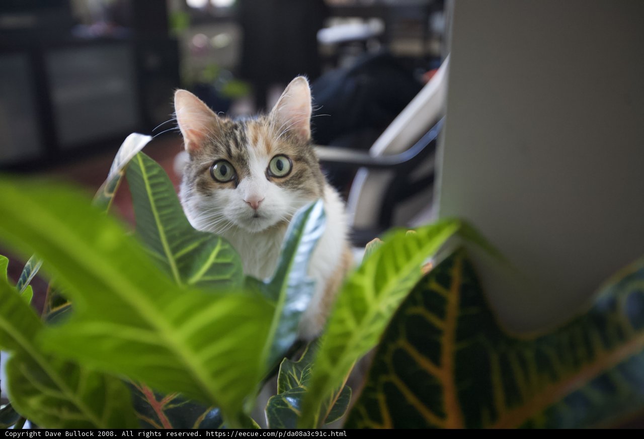 Feline in Foliage